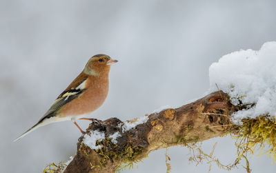 Close-up of bird perching on tree