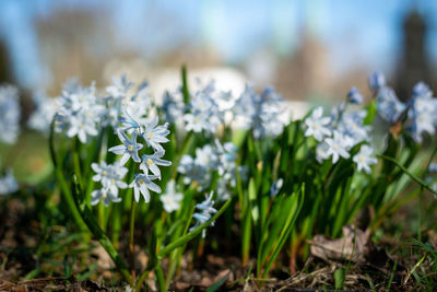 Close-up of white flowering plants on field