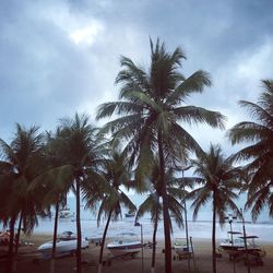 Palm trees on beach against sky