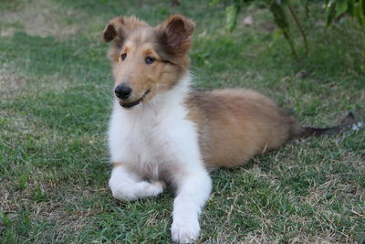 Dog looking away on field