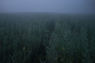 Plants growing in field