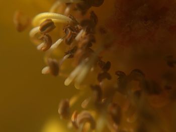 Macro shot of flowering plant