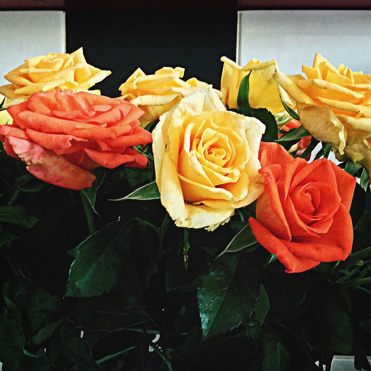 flower, rose - flower, freshness, petal, flower head, rose, fragility, close-up, indoors, beauty in nature, single rose, high angle view, nature, blooming, single flower, focus on foreground, no people, plant, bouquet, growth