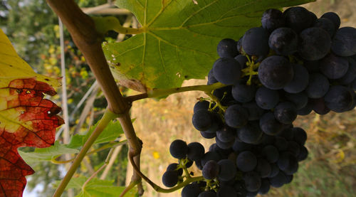 Close-up of grapes in vineyard