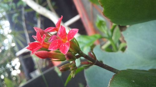 Close-up of red flowers blooming outdoors