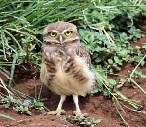 Portrait of owl on field