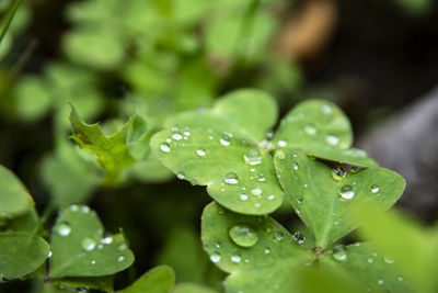 Close-up of wet leaves on rainy day