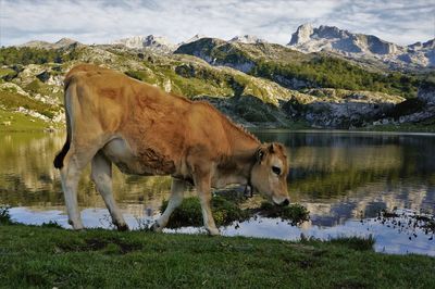 Cow grazing on field by lake against sky