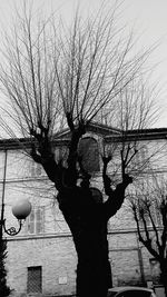 Bare tree against sky