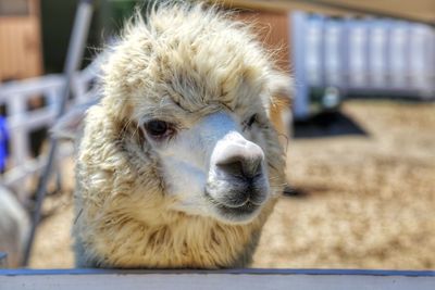 Close-up portrait of a dog looking away