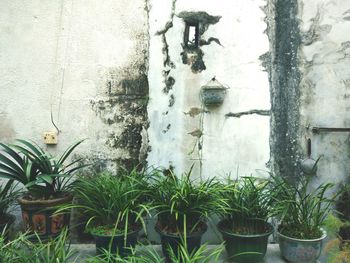 Close-up of potted plant against wall