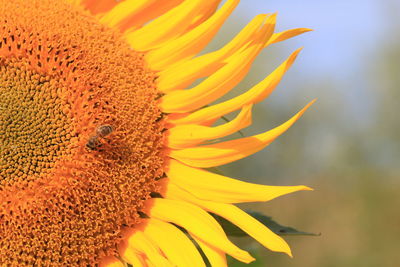 High angle view of honey bee on sunflower