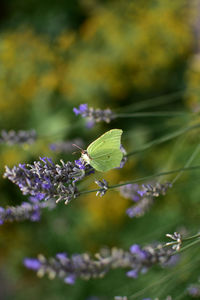 Close-up of insect on purple flowering plant