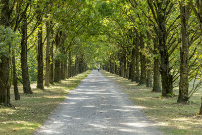 Road amidst trees in forest