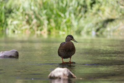 Close-up of bird perching on lake