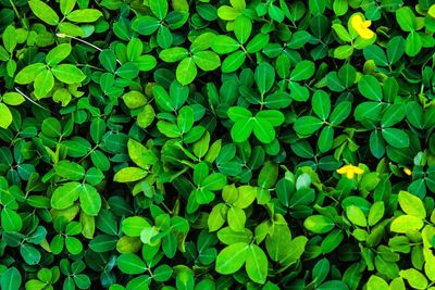 Full frame shot of plants growing on field