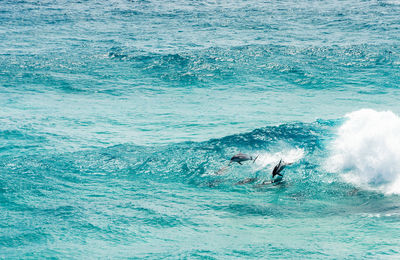 Pod of dolphins playing and jumping in the waves off stradbroke island, queensland, australia