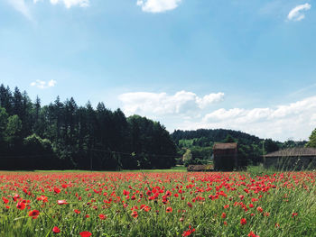 Scenic view of flowering plants on land against sky