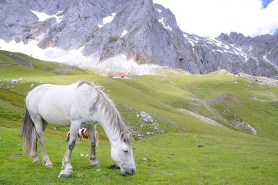 Horses in a field