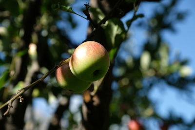 Low angle view of apples on tree