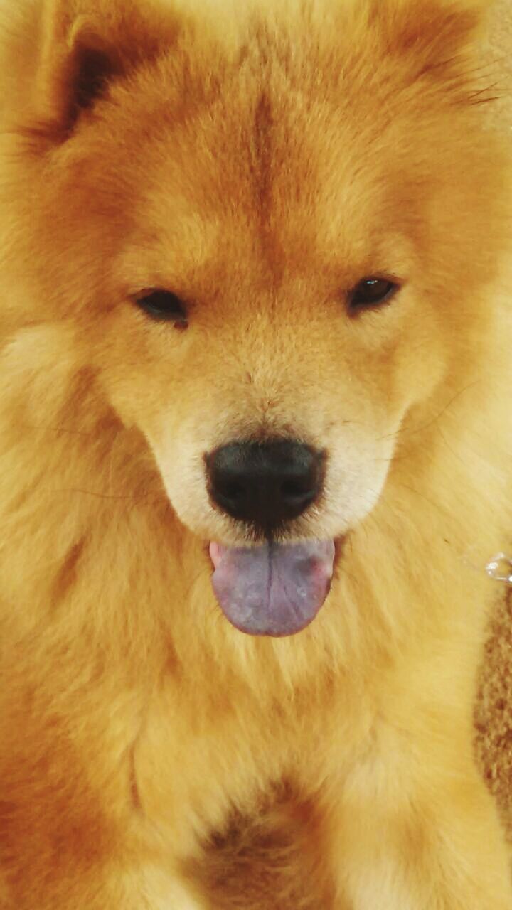 domestic animals, animal themes, dog, mammal, pets, one animal, animal head, close-up, indoors, portrait, animal body part, brown, looking at camera, animal hair, snout, part of, animal nose, no people, loyalty, cute