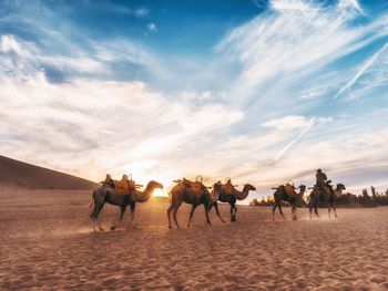 Camels walking on desert against sky during sunset