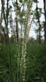 Close-up of flowers