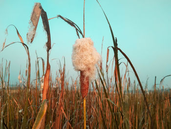 Close-up of crops growing on field against sky