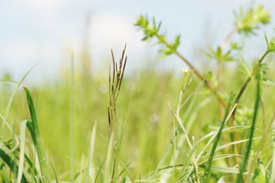 Close-up of fresh grass in field