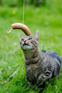 Close-up of cat with sausage tied with rope on field