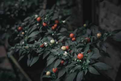 Close-up of fruits growing on plant