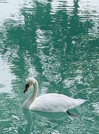 High angle view of swan swimming in lake