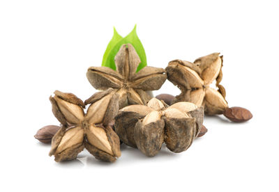 Close-up of roasted against white background