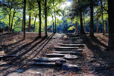 Walkway amidst trees in forest