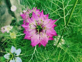 Close-up of flower blooming outdoors