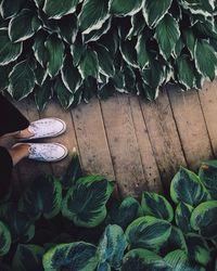 Low section of woman wearing canvas shoes standing on boardwalk amidst plants