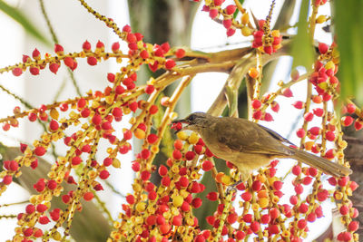 Low angle view of streak-eared bulbul eating fruit