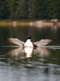 Bird flying over lake