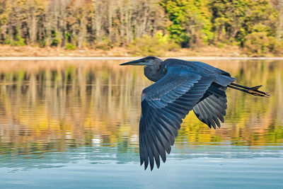 Blue heron in flight