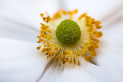 Macro shot of daisy flower