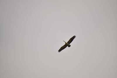 Low angle view of bird flying in sky