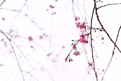 Low angle view of cherry blossom tree