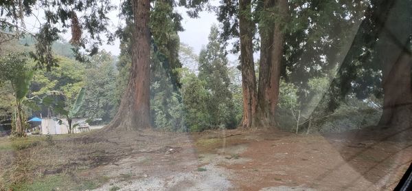 Trees in forest