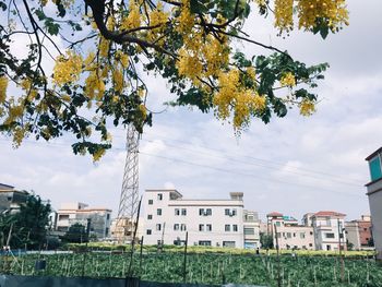 Low angle view of trees against sky