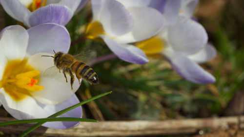 Close-up of bee pollinating on flower