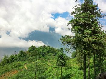 Scenic view of forest against sky