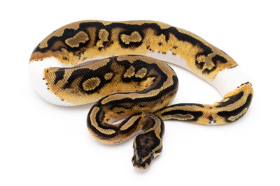 High angle view of a horse