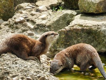 Side view of sheep on rock