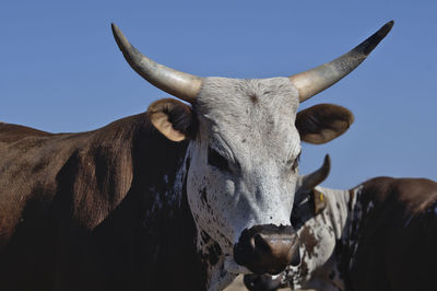 Close-up of cow