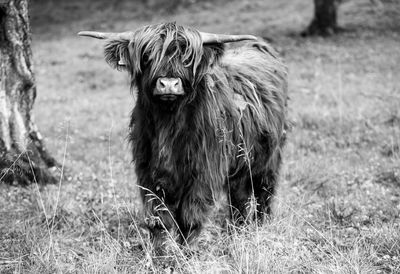 Horse standing in a field